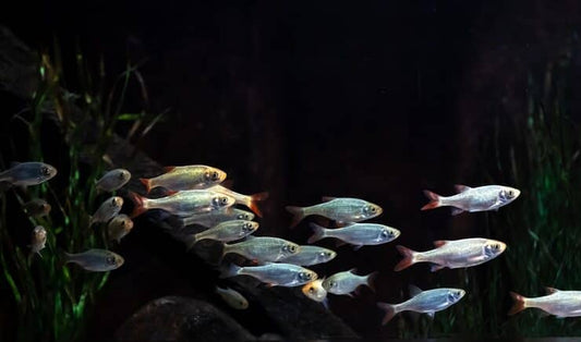 How to Choose an Aquarium Filter