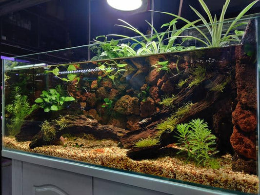 Should you put substrate at the bottom of a fish tank? And what material should you use?
