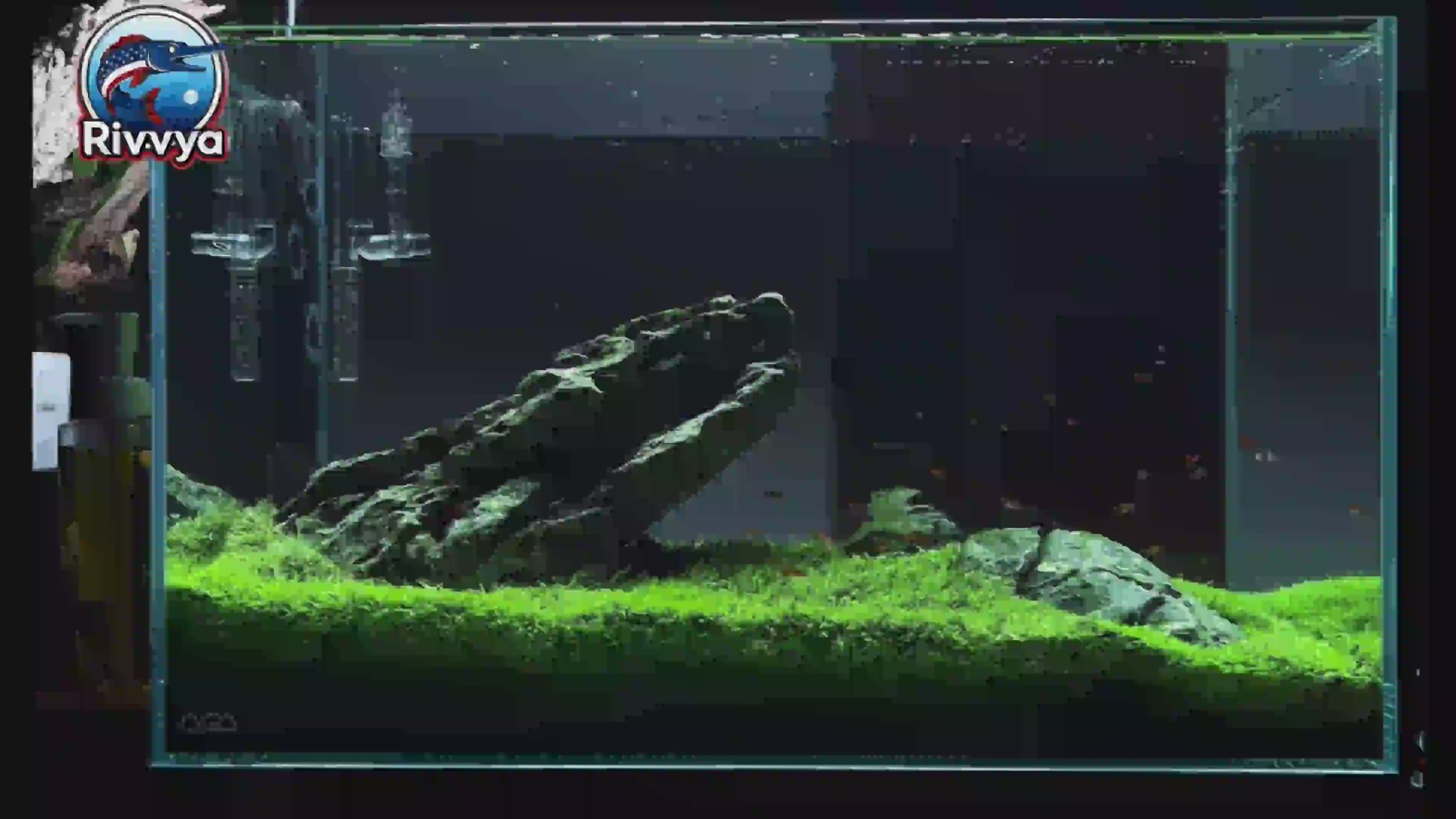 Load video: Fish Class Aquascaping Video: Handcraft Your Own Exclusive Aquatic World